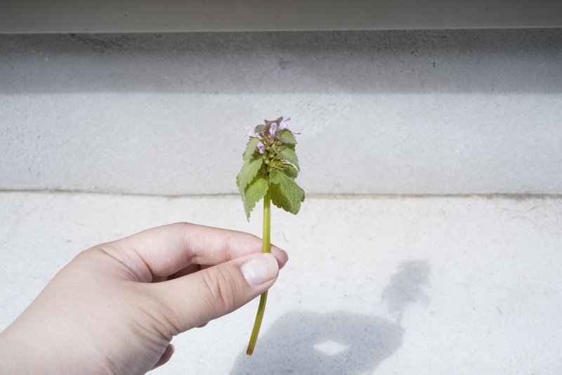 どうぶつの森の雑草の名前を調べて わかったものは見に行く こにたん Note どうぶつの森の雑草の名前を調べて わかったものは見に行く こにたん Note