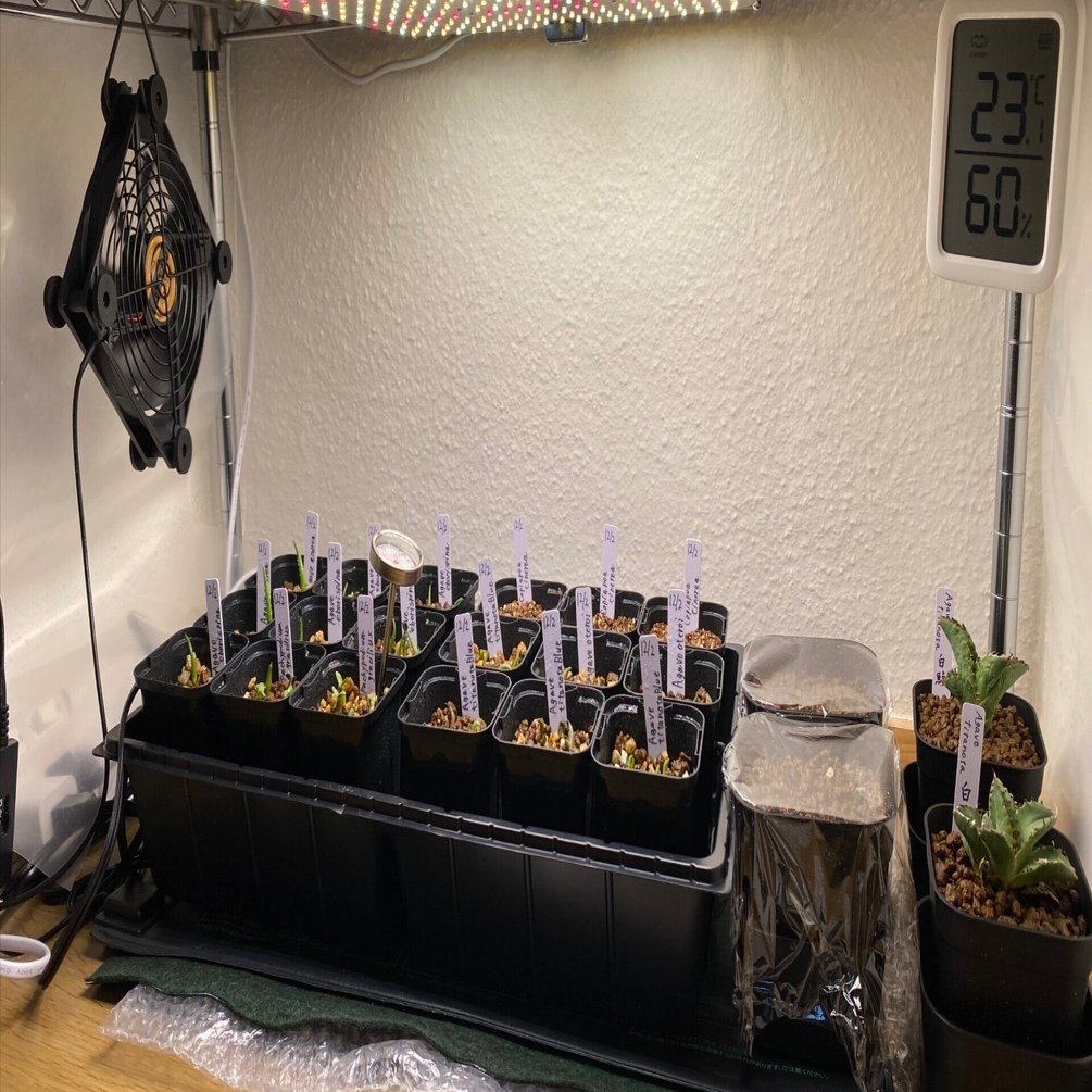 初めての実生に挑戦！グラキリスとアガベを種から育ててみた！｜TKplants