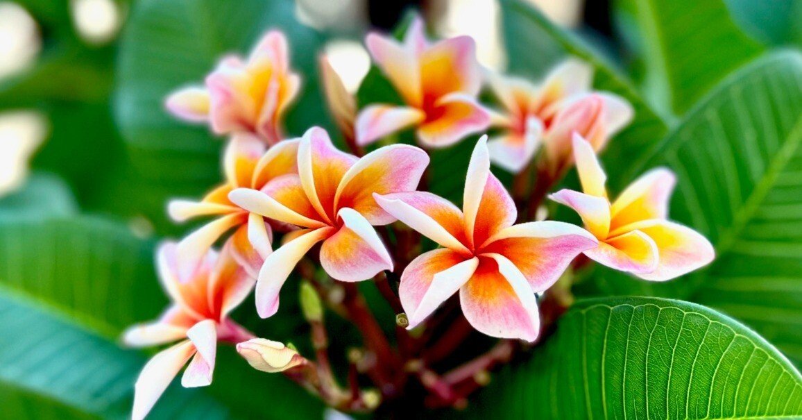 プルメリア a4a7fe529320971c094f32426f8dba