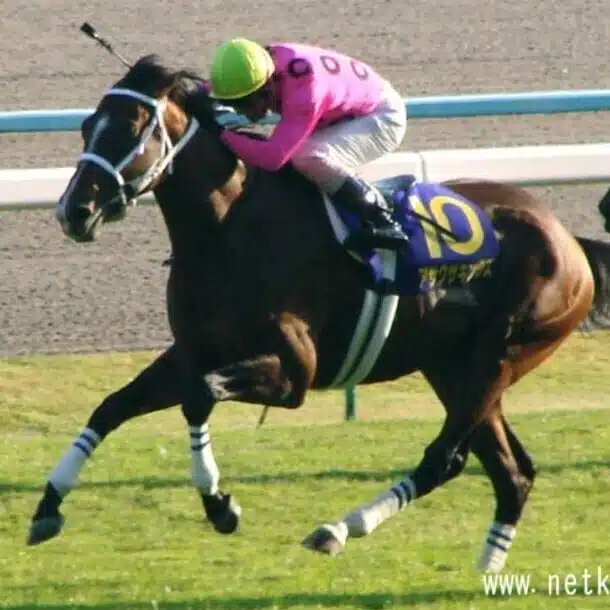 先週の新馬(7/11〜12)｜アサクサキングス