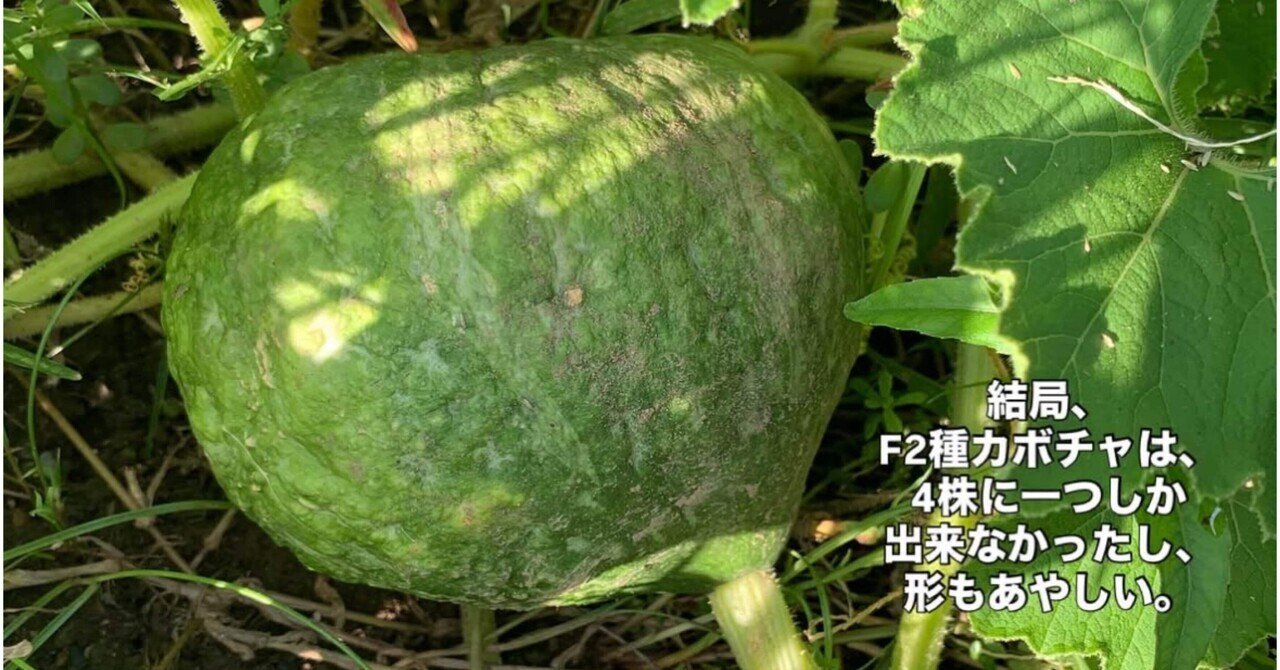 🍈⑩②F2種から育てたかぼちゃ🎃｜未知知るべ