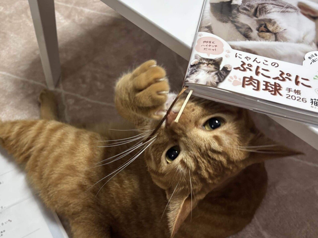 にゃんこのぷにぷに肉球手帳2026｜Chelsea
