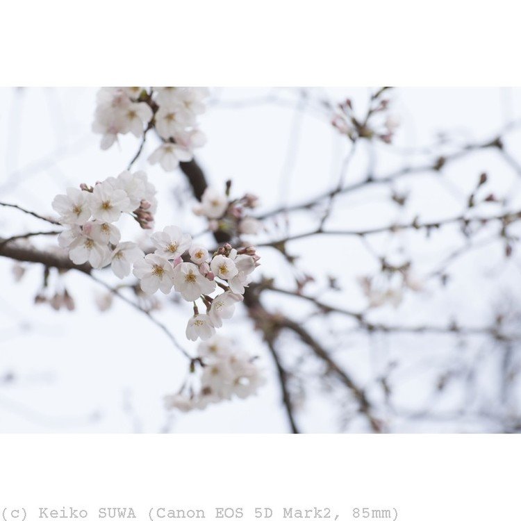 咲き始めた桜の写真です。明るさ調整のみ。トリミング無し。