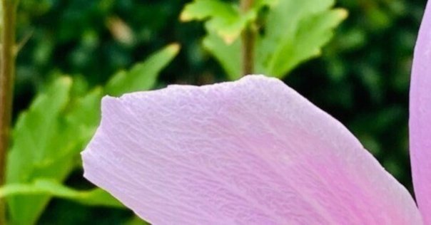 LIVE ACT TULIP in 鈴蘭2』 チューリップ｜はなっちの音日記