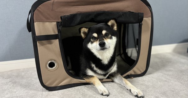 Angelpet ペットカート 分離型 犬用 バギー いぬ用 4輪 Amazon | Angelpet ペットカート 分離型 犬用 バギー いぬ用 4輪