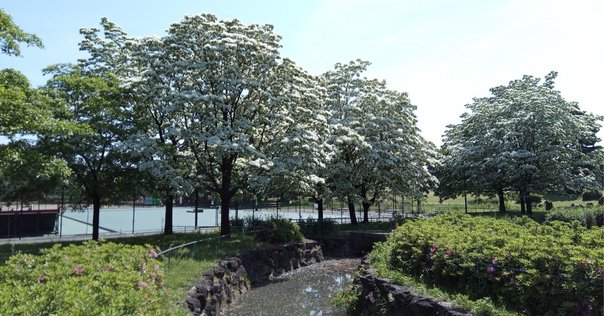 「ケサランパサラン日記」西君江著（草風社） ケサランパサランについて～『ケサランパサラン日記』の紹介と