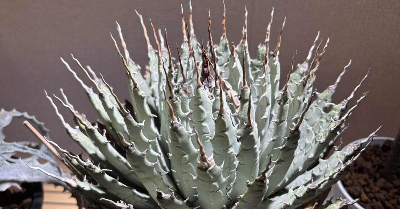 珍奇植物　ユーフォルビア・マミラリス綴化　ビザールプランツ 珍奇植物 ユーフォルビア・マミラリス綴化 ビザールプランツ