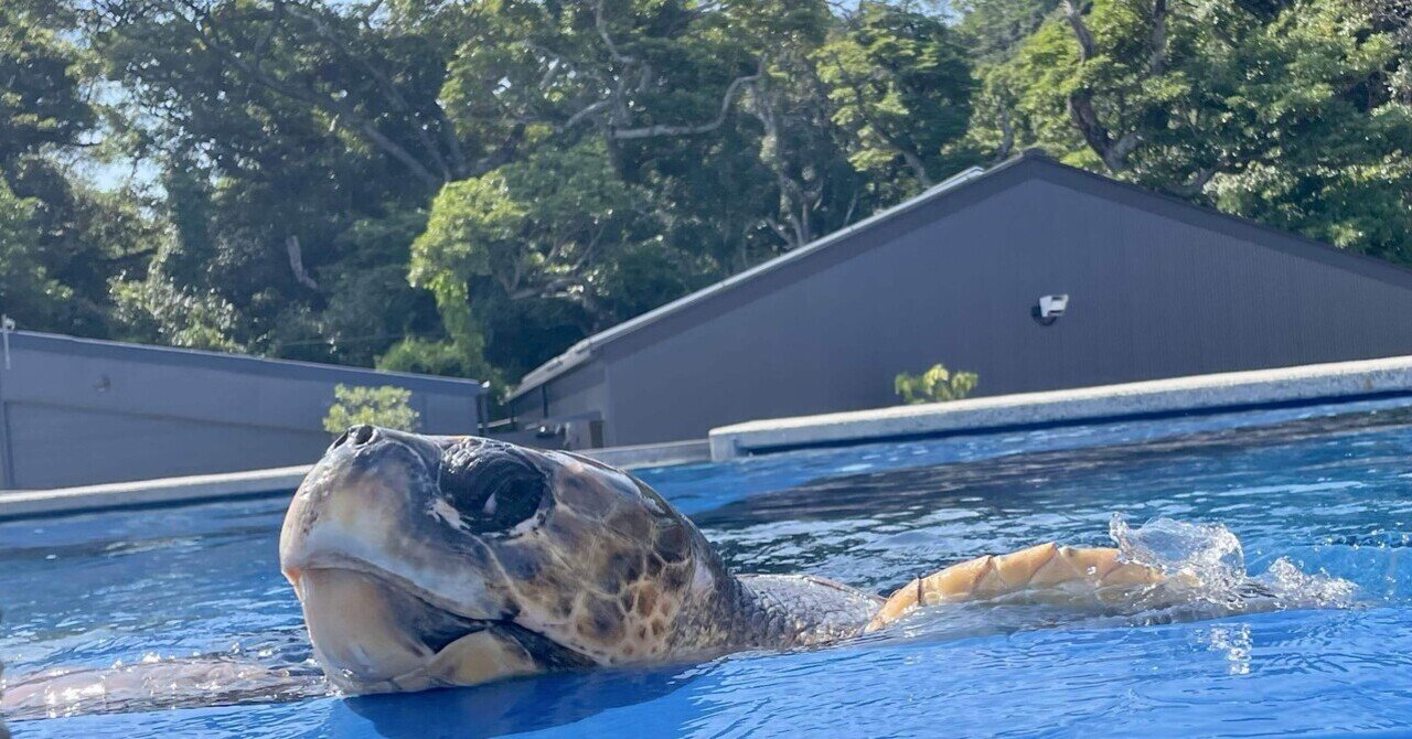 ◇カメカメ様さお様用◇再再値下【未使用COLE HAAN】防水　アリーナグランド もしもしカメよ | 地方独立行政法人天王寺動物園