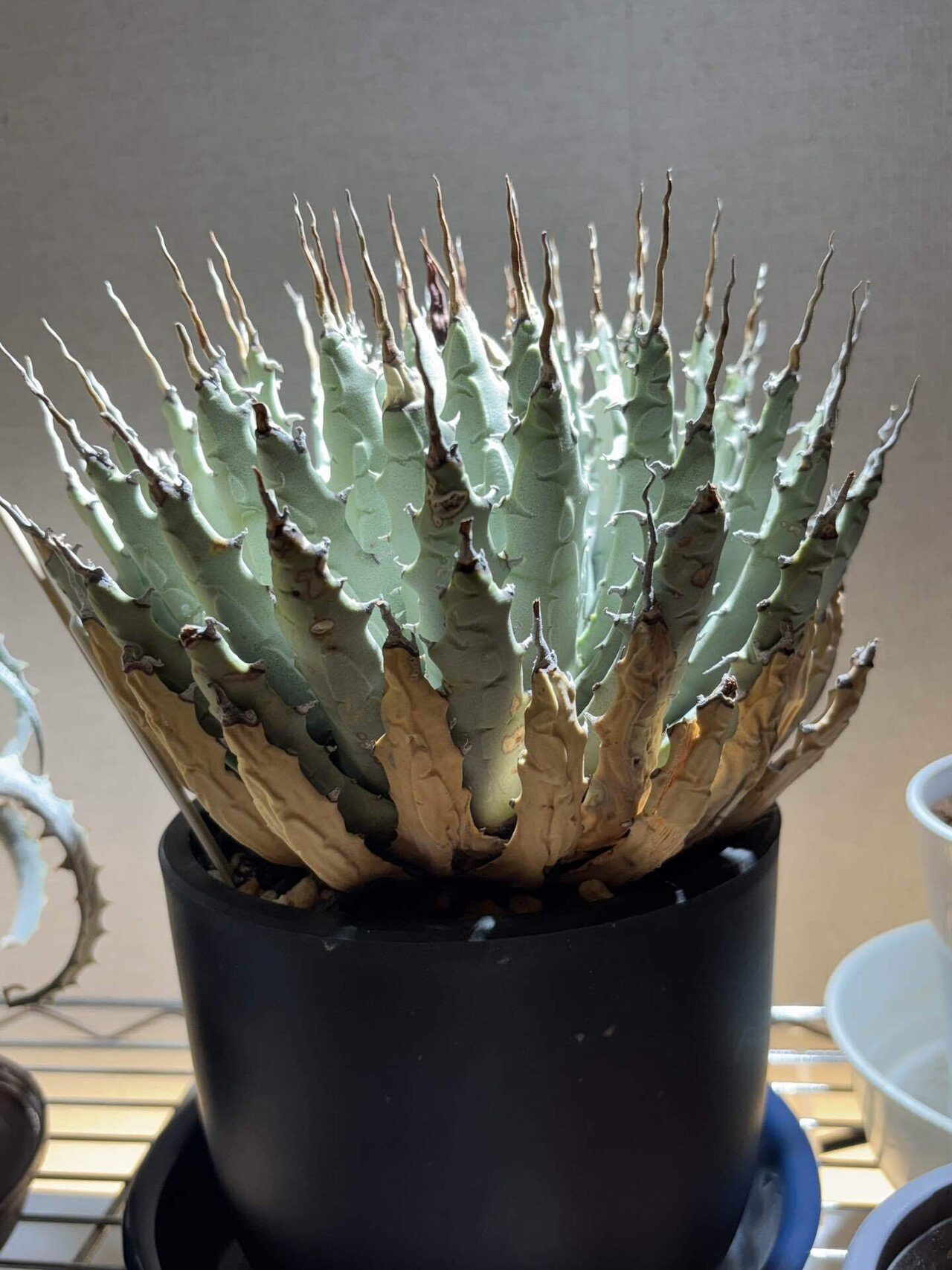 ピザールプランツ✨️奇想天外✨️ ピザールプランツ✨️奇想天外✨️