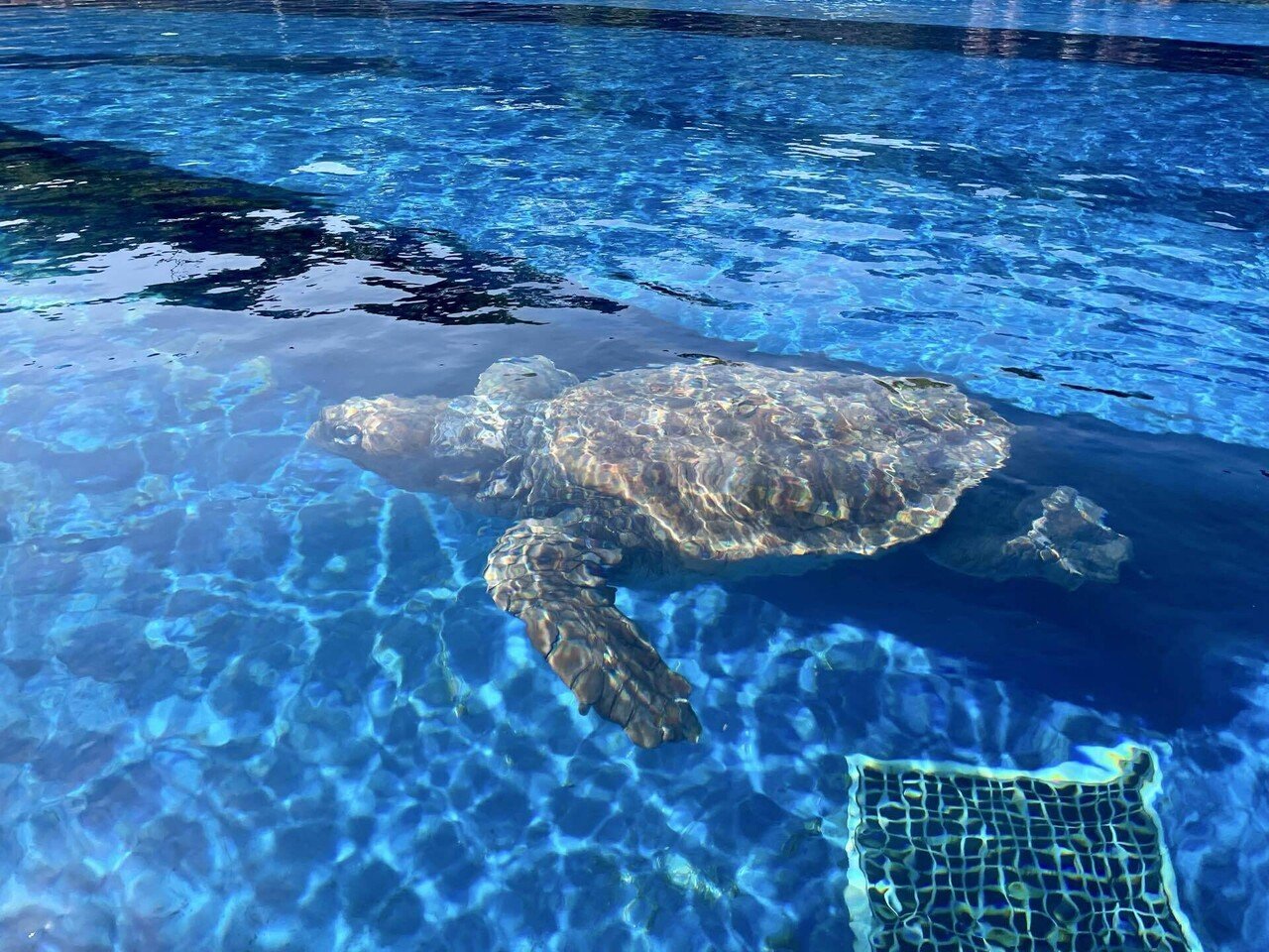 ウミガメ 徳島、39歳1日目｜天野夏海