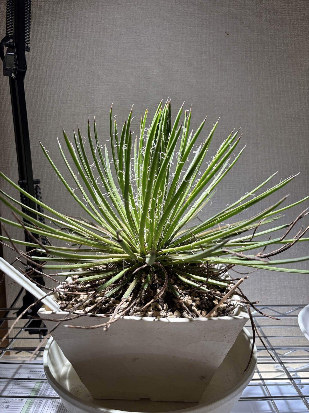 ピザールプランツ✨️奇想天外✨️ ピザールプランツ✨️奇想天外✨️