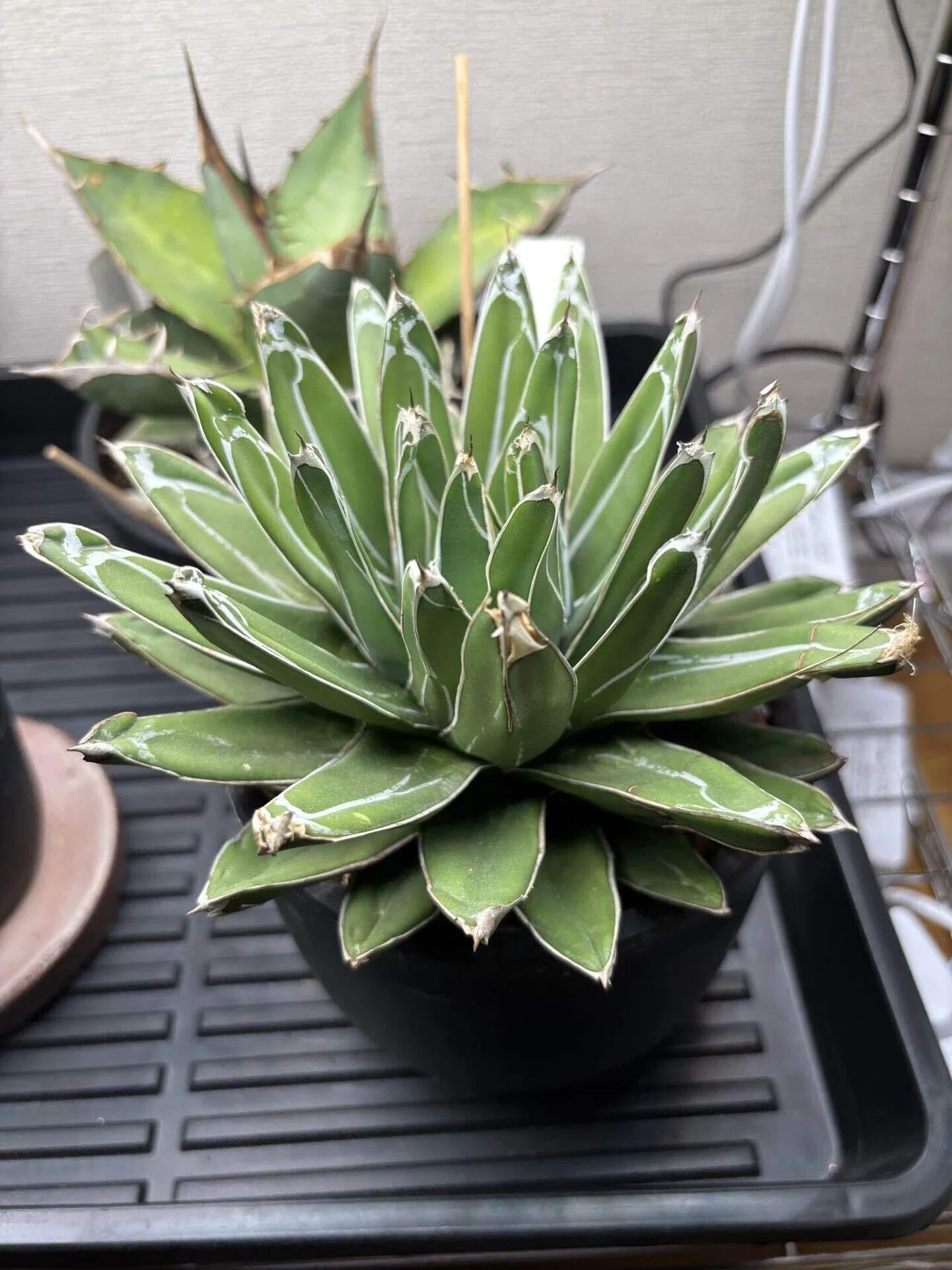 植物のはなし① ビザールプランツ｜KUNI
