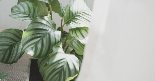 エキノドルス・ビッグベアー｜アクアモノグラフ情報｜NoA