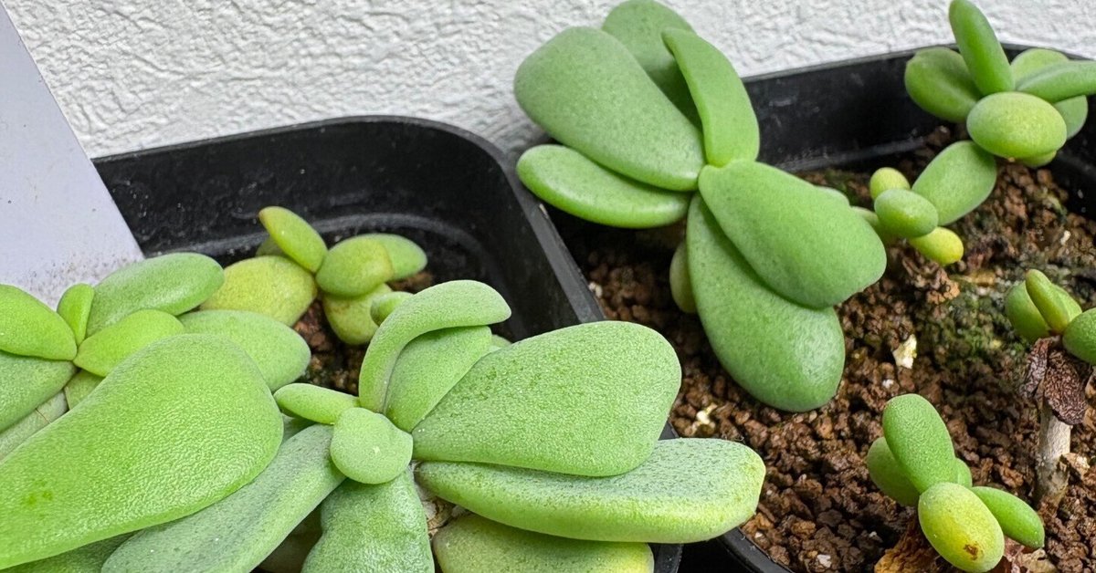 私がおすすめする冬型塊根植物ベスト5｜greentiger