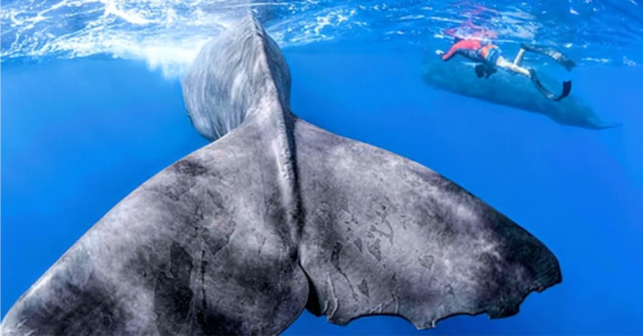 映画 パトリックとクジラ6000日の絆を観てきました。｜michio