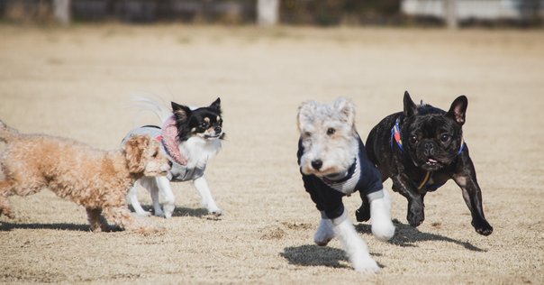犬と人が出会うとき 異種協働のポリティクス』｜水野祐（Tasuku