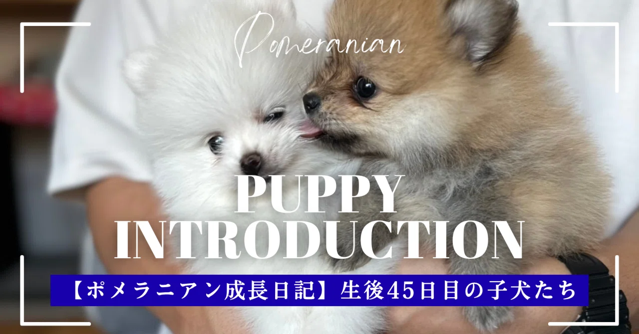 ポメラニアン赤ちゃんの成長日記🐾 生後45日目ころりん＆胸きゅん