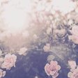 単純な光 を 僕らは乗りこなす 目が明く藍色 Moon Echo ー魚民メディアー Note