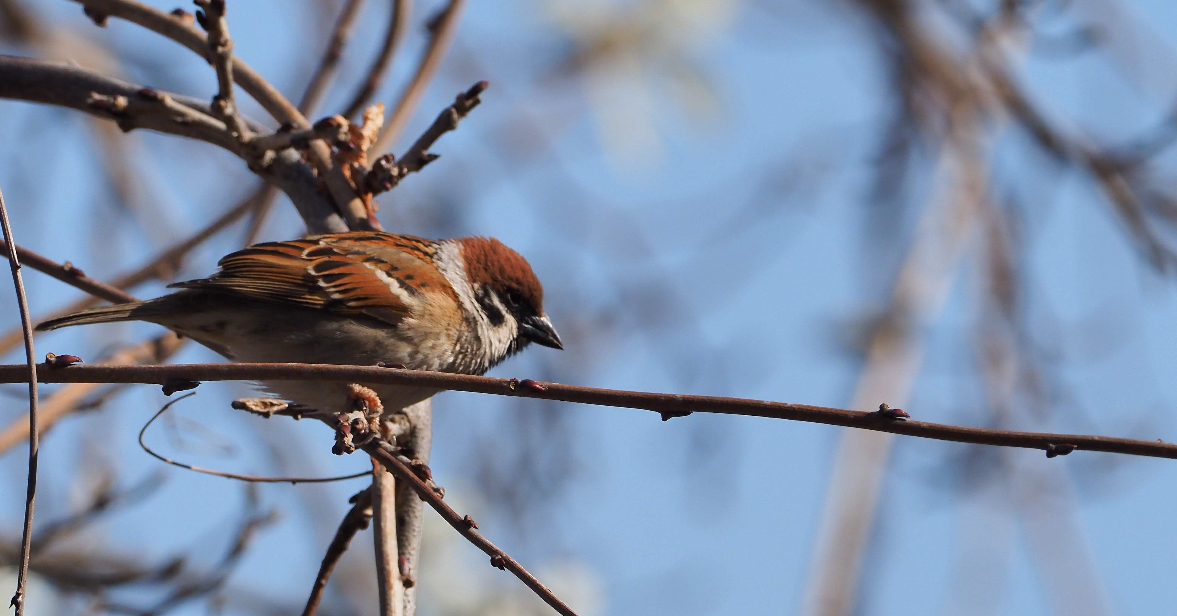 飛翔 #6 （スズメ）｜h_栗林