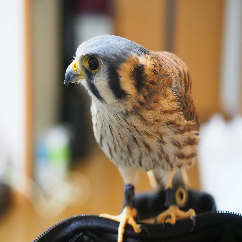 Kestrel 5 チョウゲンボウの飼育について くりもな Note