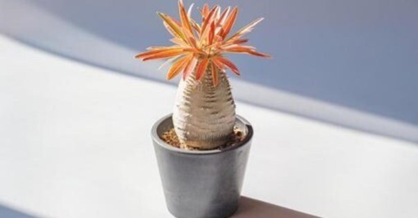 ブセファランドラspクダガン　7株 水草）ブセファランドラ sp クダガン 1株 赤色系のきれいな