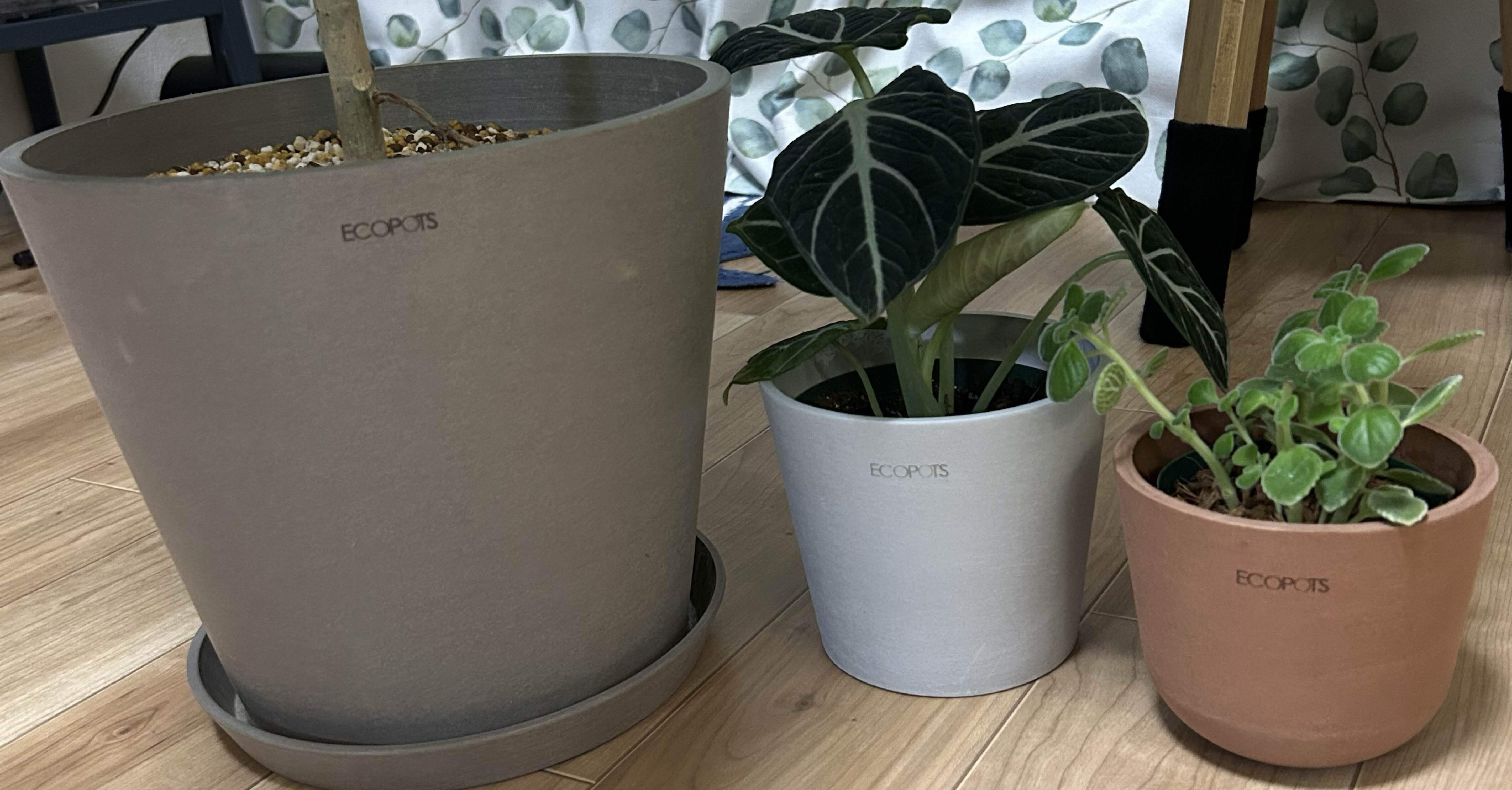 私の鉢への変なこだわり。｜せりぽん