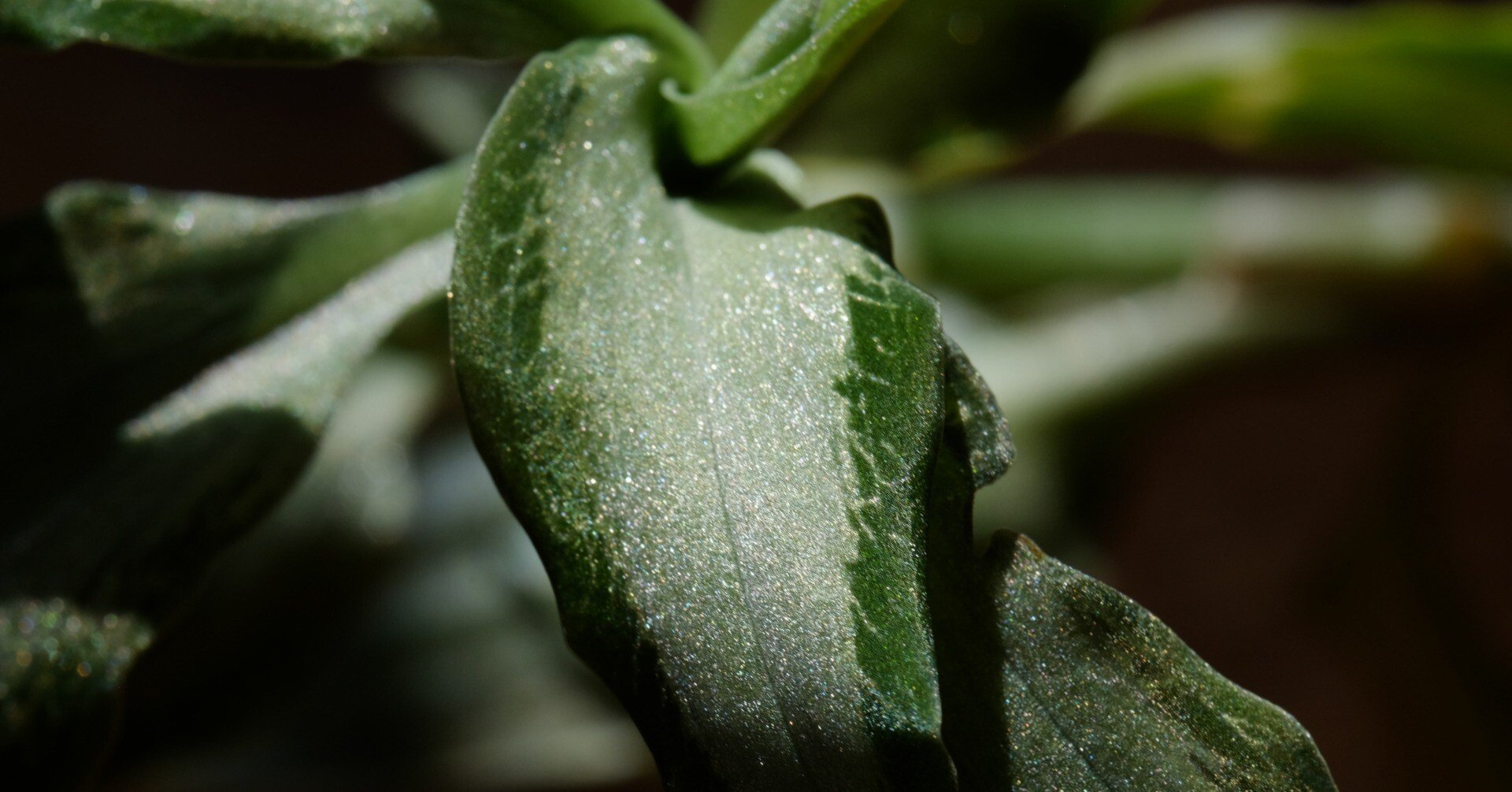 ジュエルオーキッドもやって来ていた｜ノンシャラン