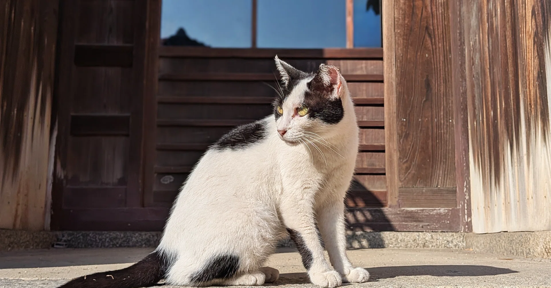 2025 香川県の佐柳島に帰省して猫🐾と夏🌊を満喫した話｜たぬ