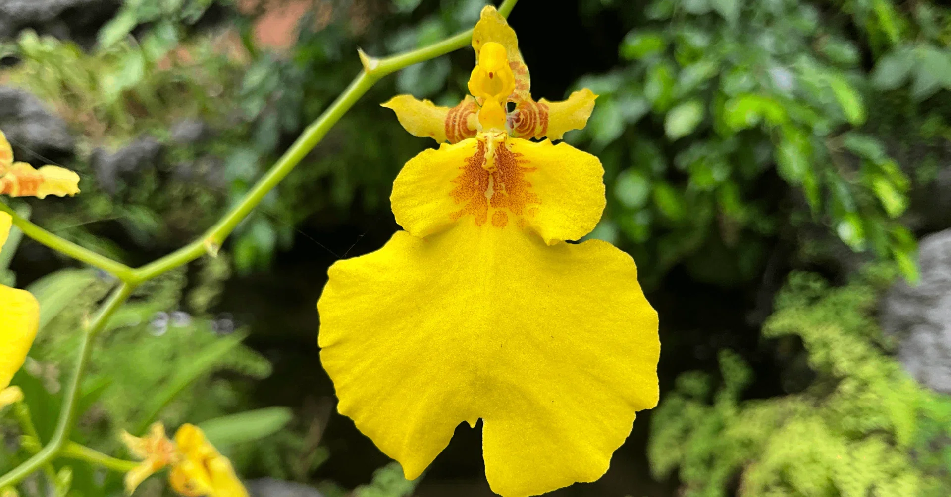 個性豊かな花姿のラン（京都府立植物園）：2025年9月10日（水）｜藤井