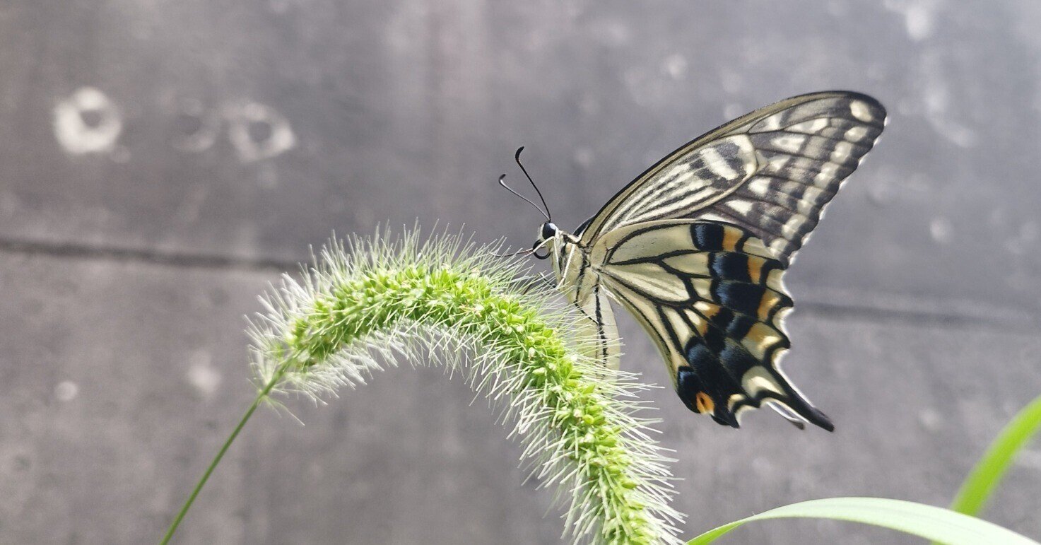 じゃれねこ『10月蝶々⑧』 じゃれねこ『8月☆11 夜蝶』 蝶は