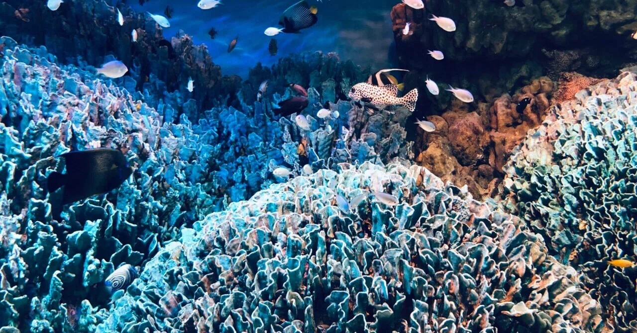 Tahi Port Bigfin Reef Squid Strategy｜沼津完全攻略エギンガー