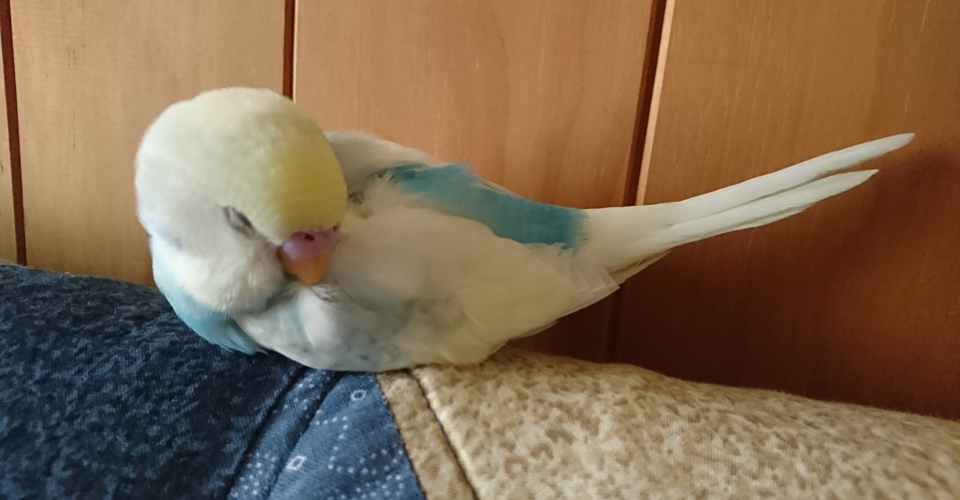 なぜ鳥目線からの動画をyoutubeやtiktokに上げようと思ったのか と