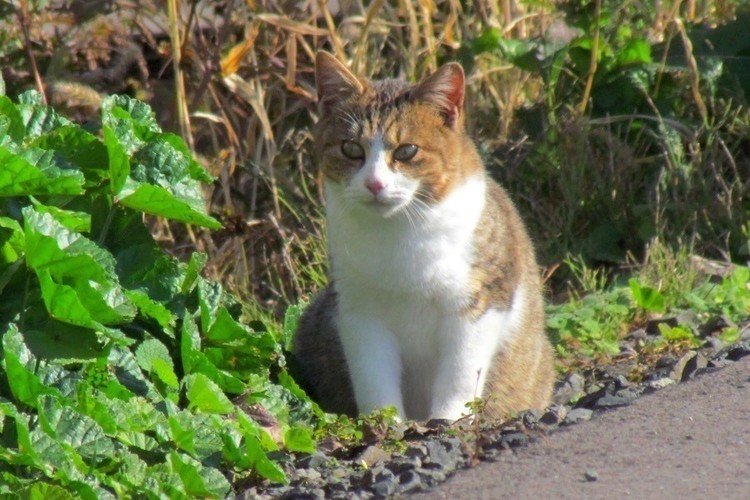 この前は全部で５匹いたチビ猫ですが…