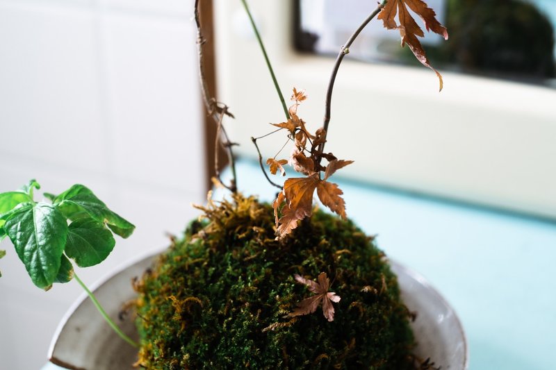 家の 苔玉もみじ から新芽が芽吹いた話 かどい はじめ Note