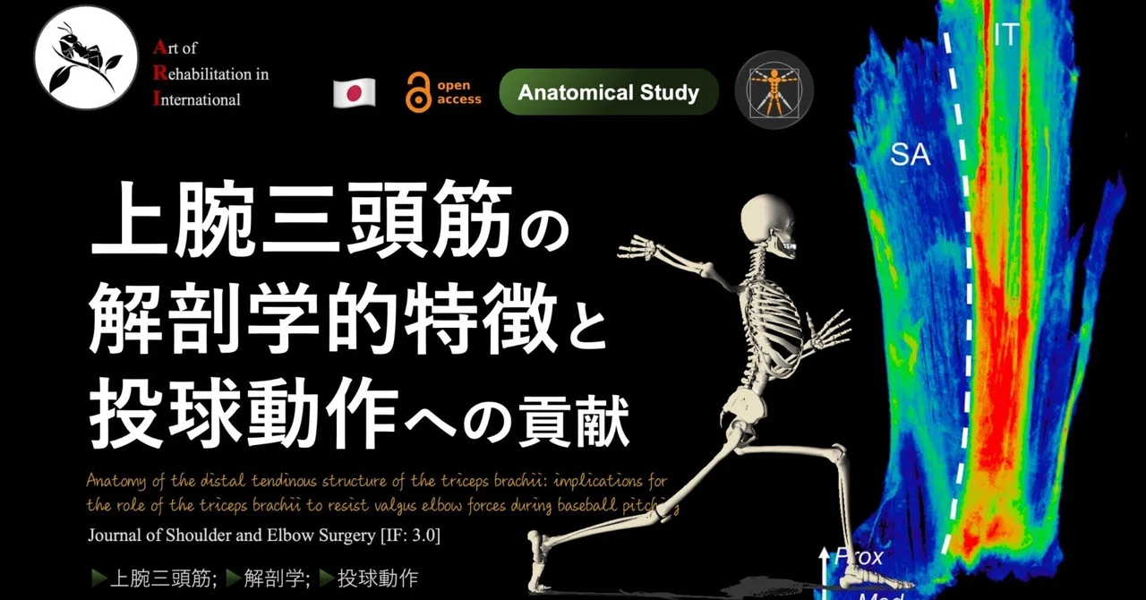Anatomical Characteristics of the Triceps Brachii and Its Contribution ...