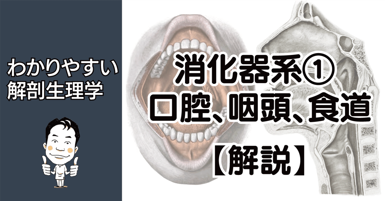 消化器系① 口腔・咽頭・食道 解説｜かずひろ先生（黒澤一弘｜解剖