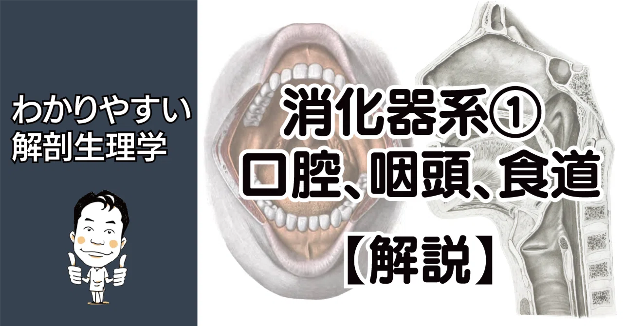消化器系① 口腔・咽頭・食道 解説｜かずひろ先生（黒澤一弘｜解剖