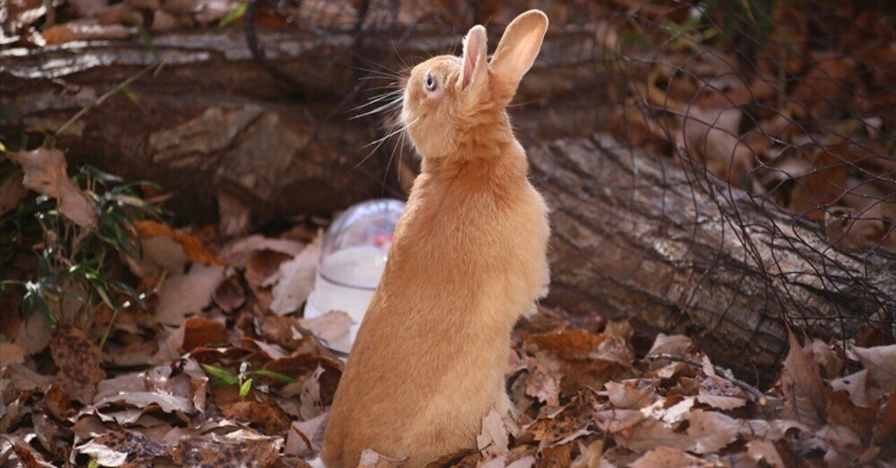 うさぎが見せる音に対する不思議な反応｜うさぎのうみちゃんねる