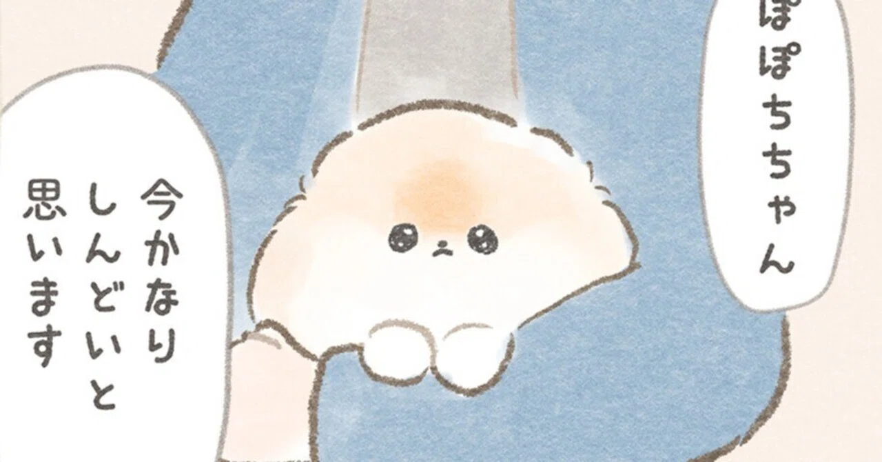 マンガ】 ふわふわポメのぽぽち2（18） 「せとぎわ」｜ぽこ︱ぽぽちの