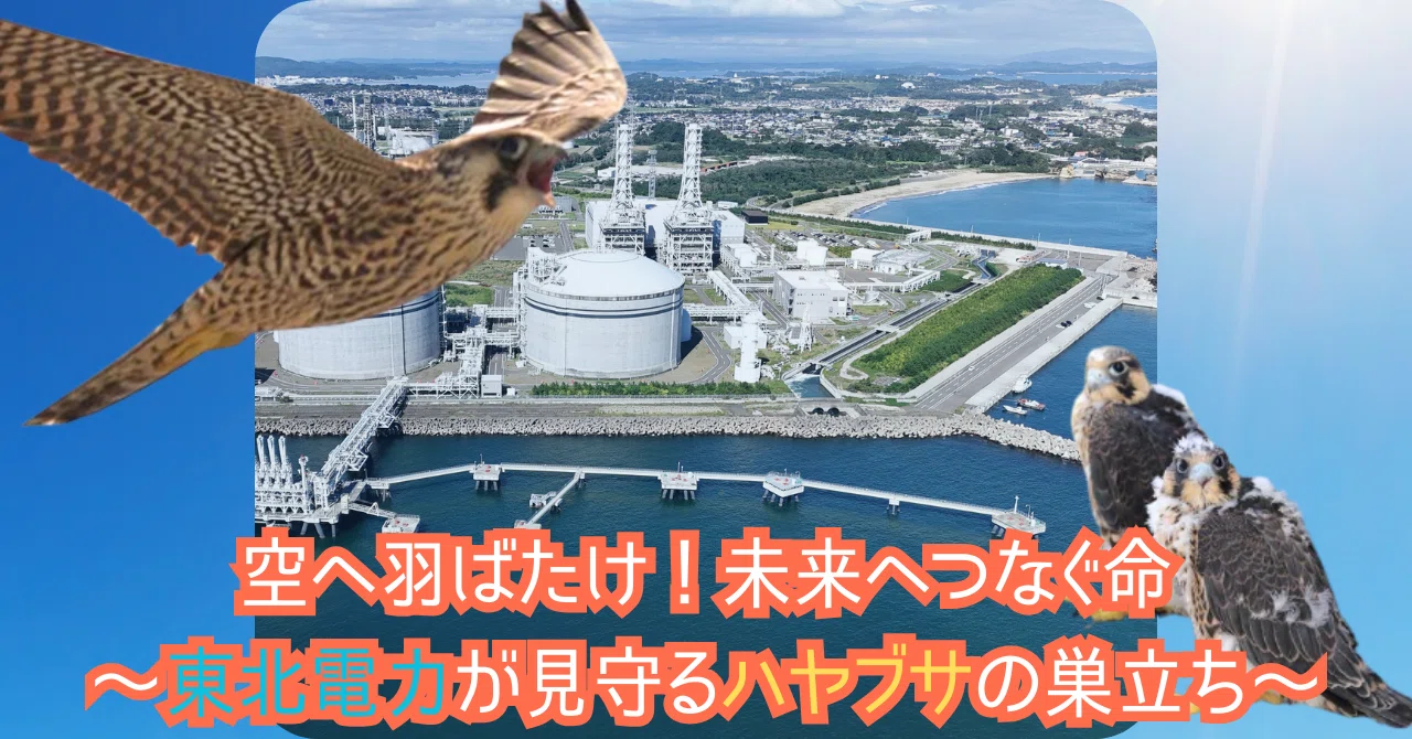 空へ羽ばたけ！未来へつなぐ命～東北電力が見守るハヤブサの巣立ち
