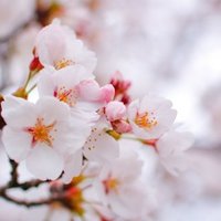 好きな曲を語る アーバンギャルド ワンピース心中 ゆきさ Note