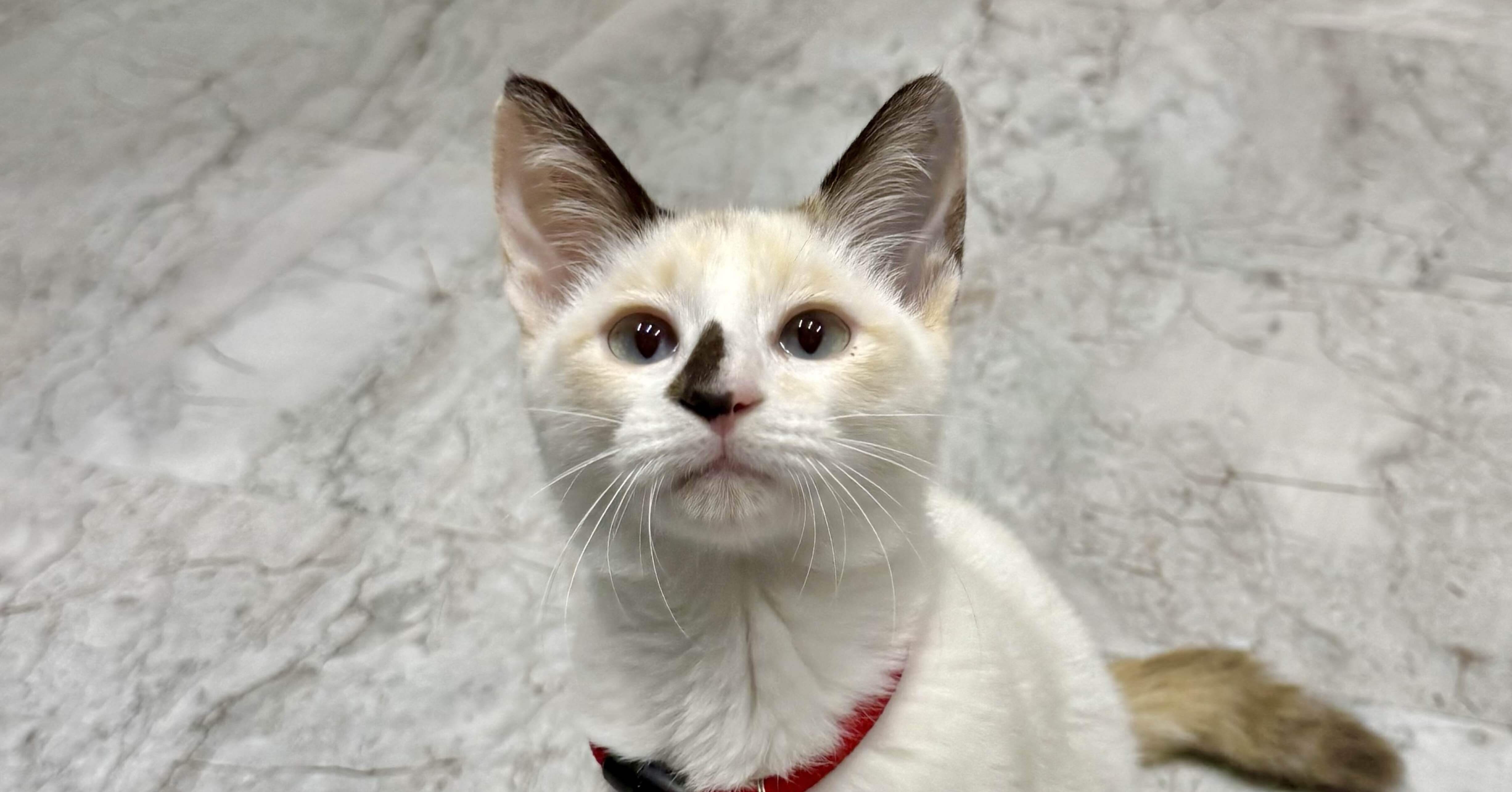 まめちゃんの変化｜なみそ