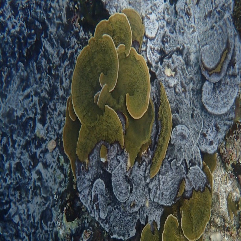 とある生物が引き起こす、サンゴの白化ならぬ