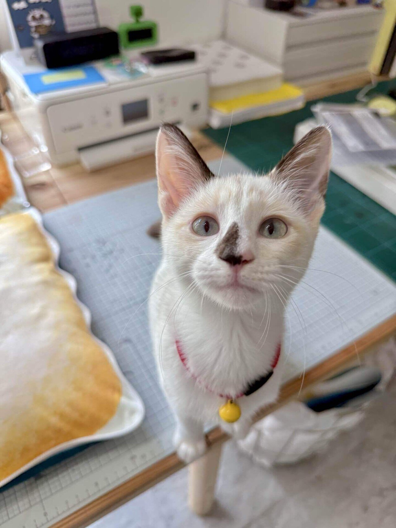 まめちゃん　 まめちゃんの変化｜なみそ