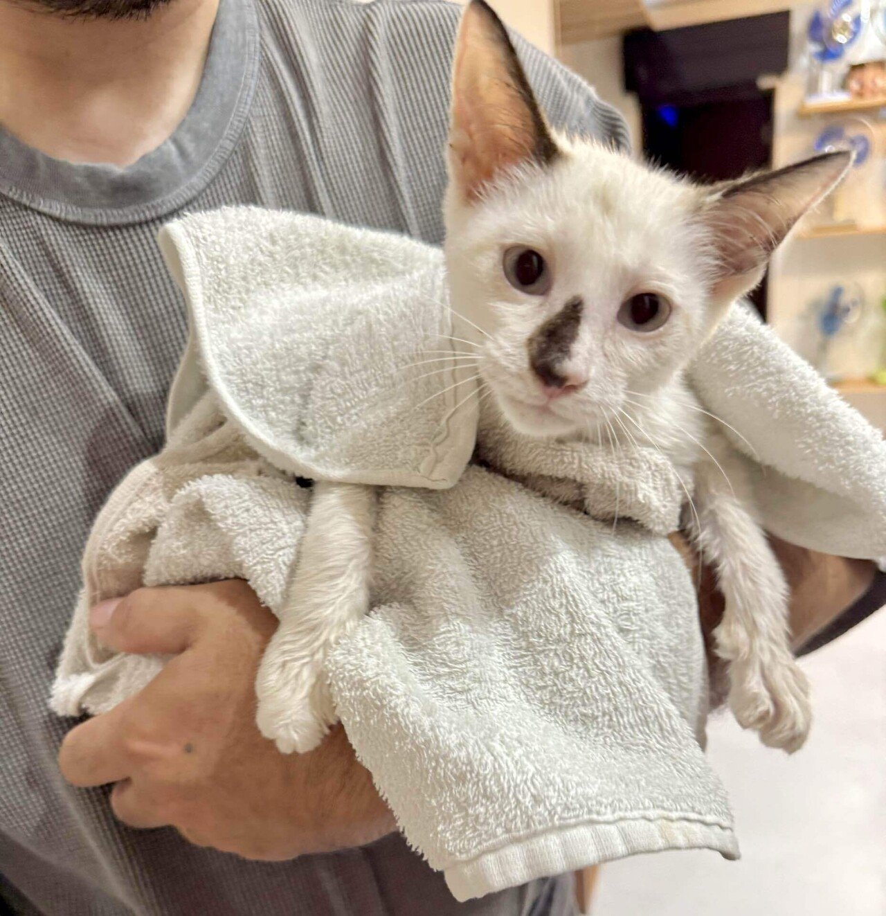 まめちゃんの変化｜なみそ