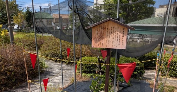 徳川家康と” 金のなる木 ”｜ぶれるめん