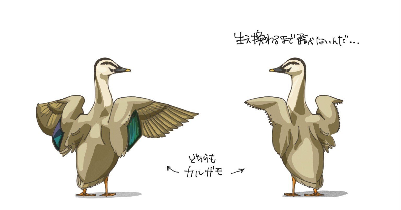 ただいま羽の抜け変わり中｜くますけ｜自然ガイド・クリエイター
