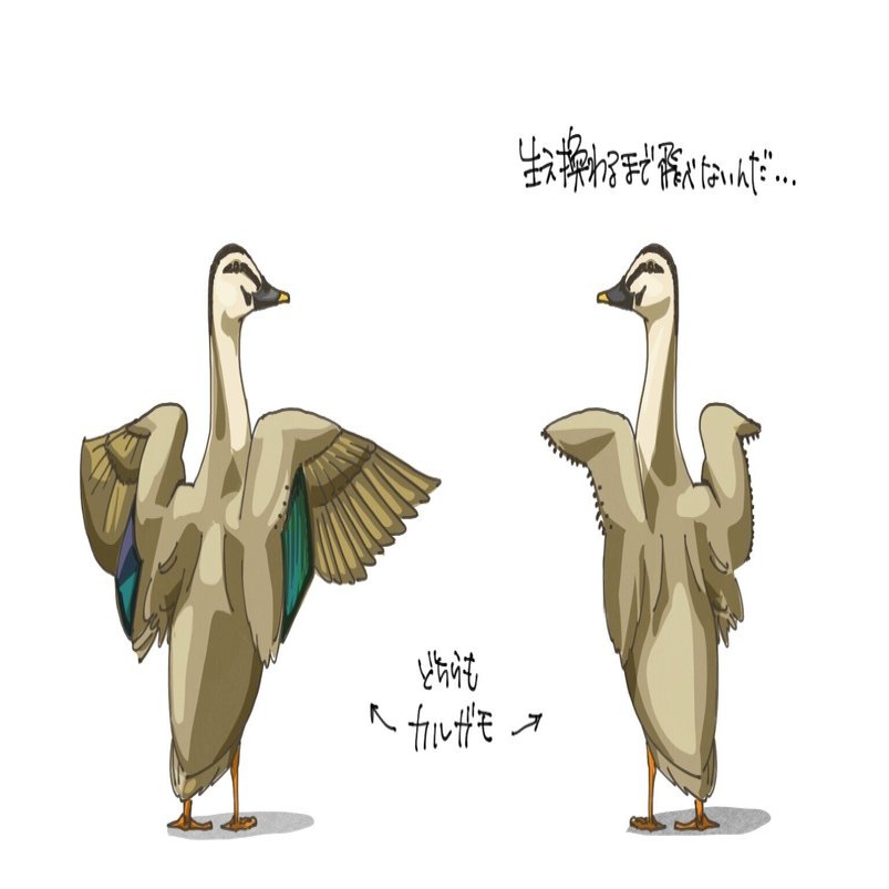 ただいま羽の抜け変わり中｜くますけ｜自然ガイド・クリエイター