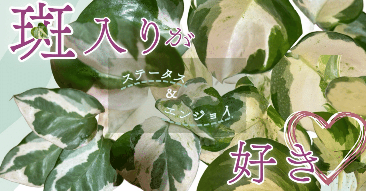 斑入りの植物がスキ》 ポトス ステータス & エンジョイ 《ただ、ただ