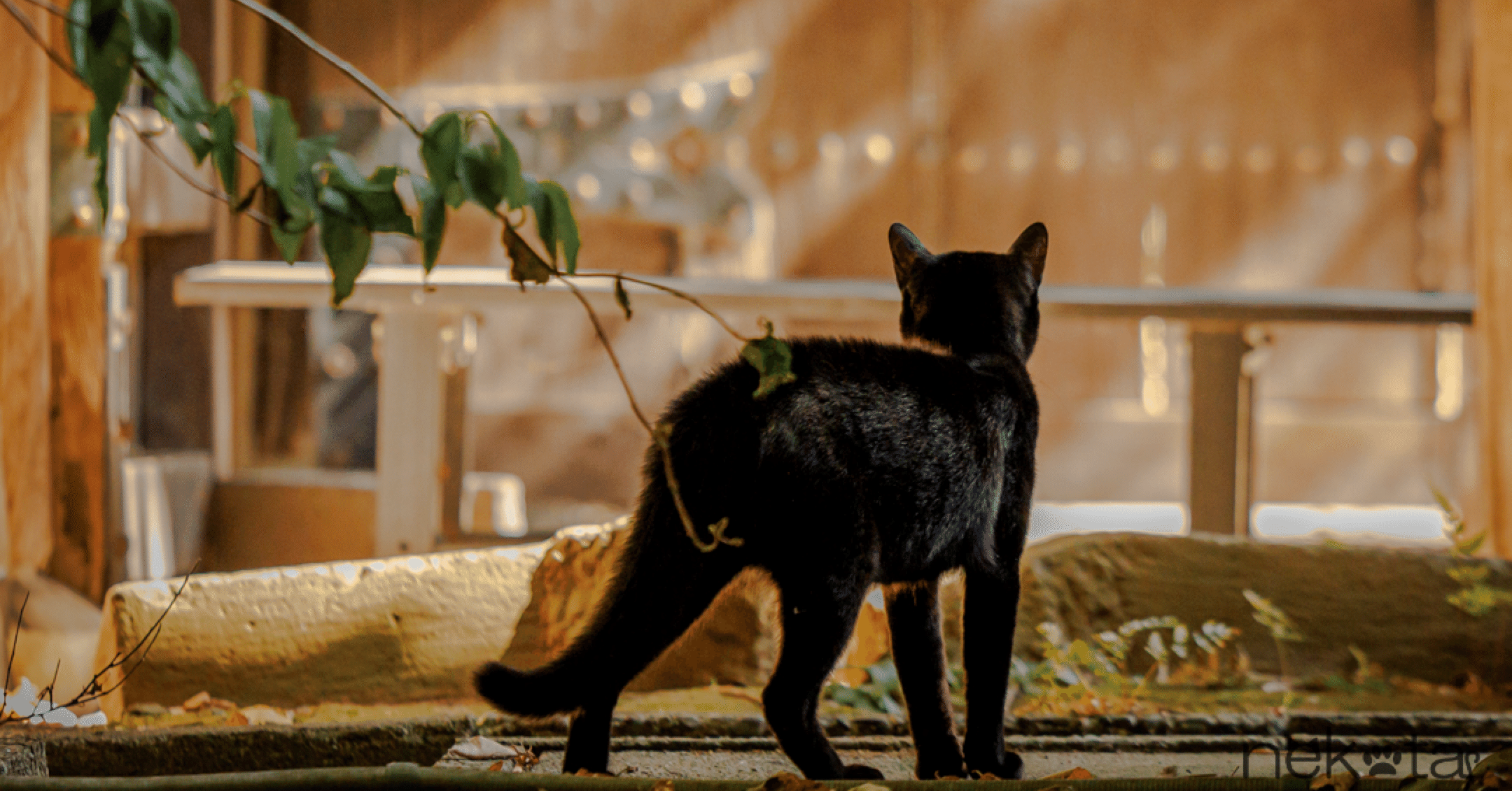 光と影に包まれる猫の時間】｜猫写真家 猫田晃広